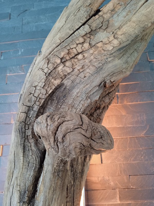 Dekorative Wandleuchte aus Treibholz Holzlampe Unikat Eiche